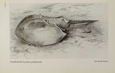 1926 - Molukkenkrebs (Limulus polyphemus) - alter Druck